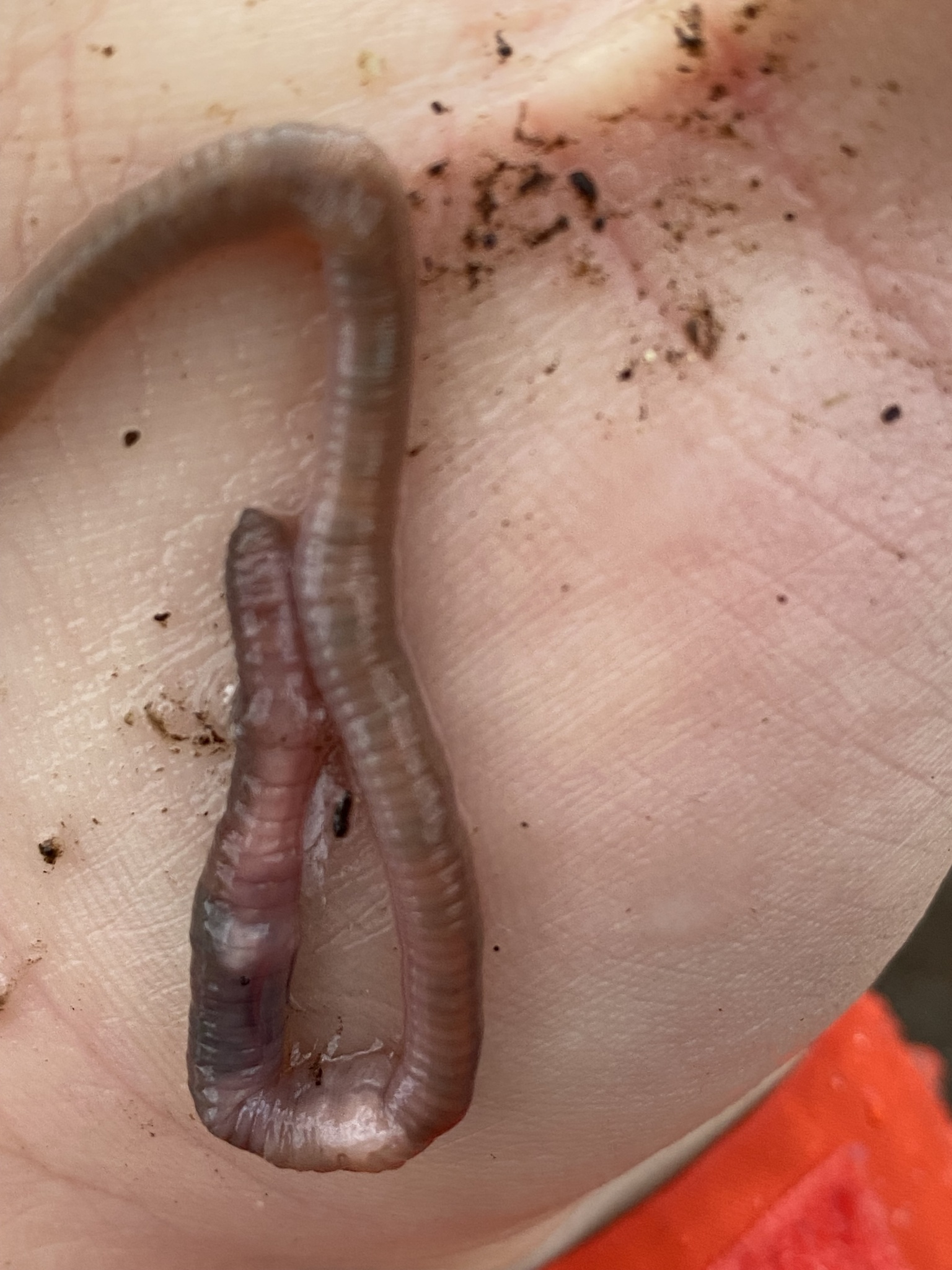 Aporrectodea caliginosa trapezoides (Dugés, 1828)