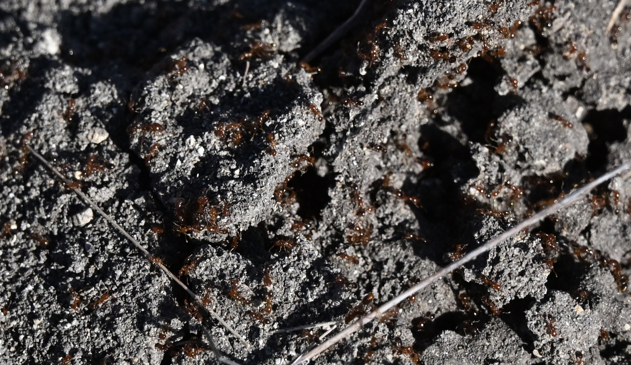 Red imported fire ant (Solenopsis invicta)