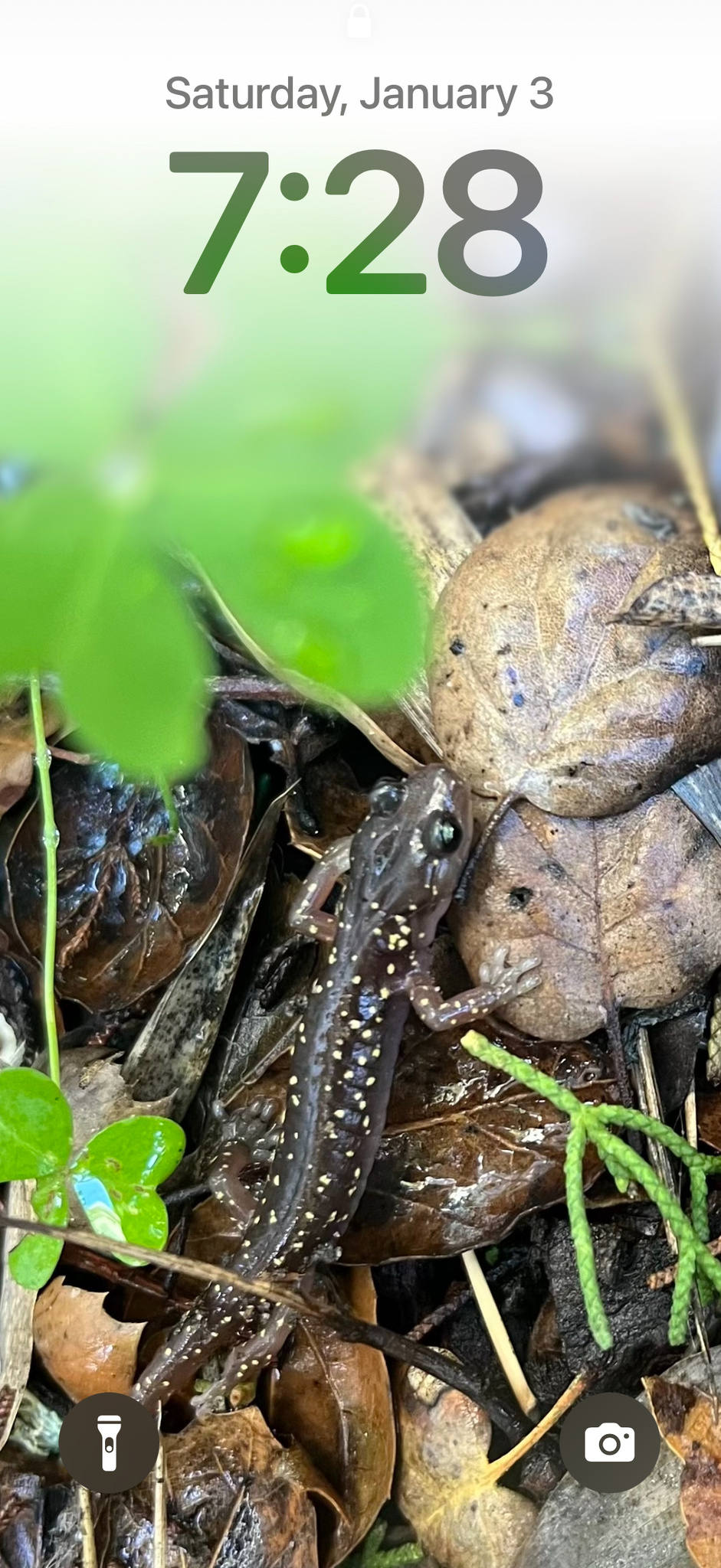 Aneides lugubris (Hallowell, 1849)