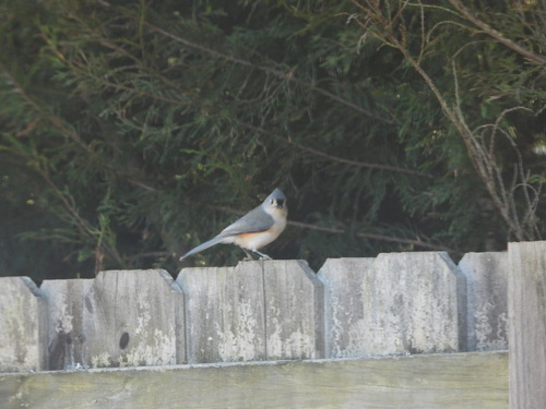 Tufted Titmouse (Baeolophus bicolor), photo 1
