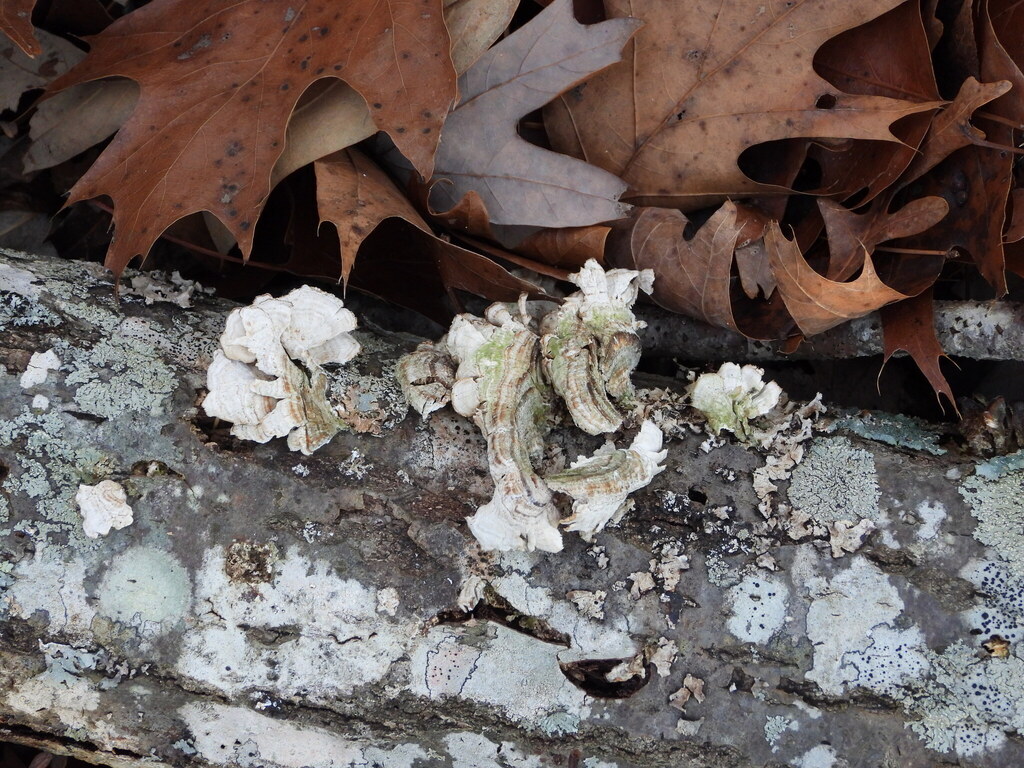 Trichaptum biforme · January 2026 · photo: © wildlife13 (iNaturalist, cc-by)