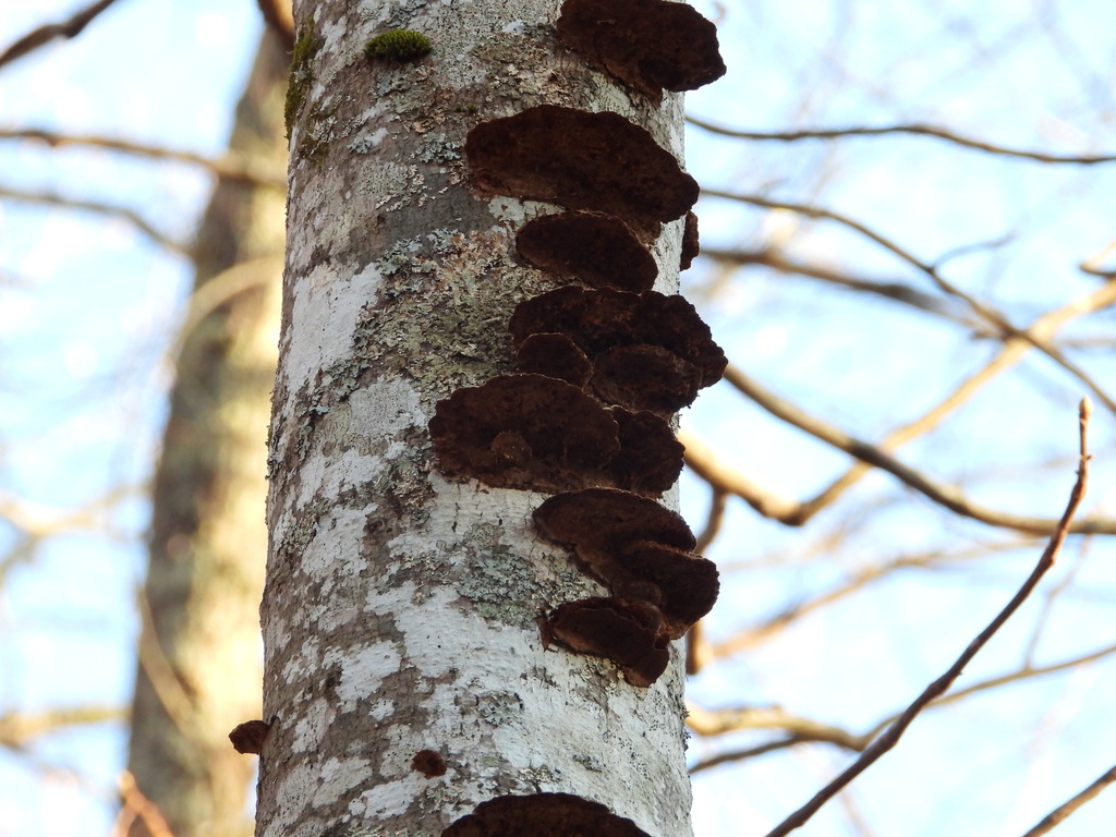 Fuscoporia gilva · January 2026 · photo: © wildlife13 (iNaturalist, cc-by)