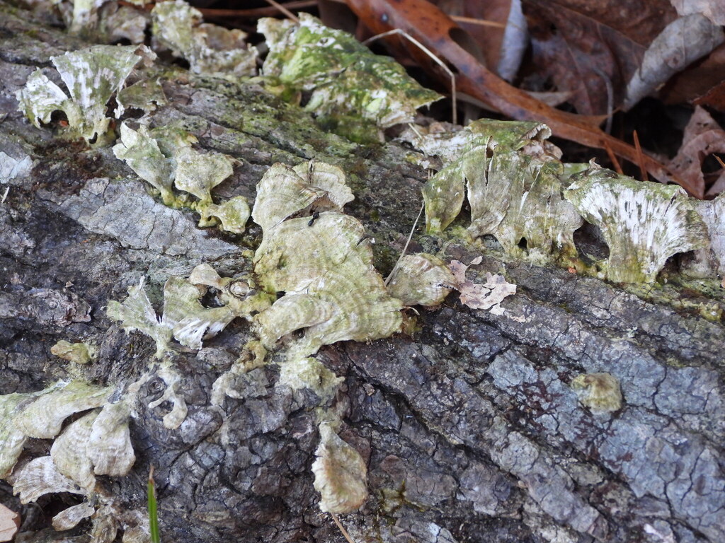 Trichaptum biforme · January 2026 · photo: © wildlife13 (iNaturalist, cc-by)