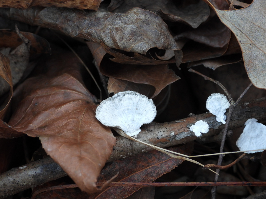 Trametes conchifer · January 2026 · photo: © wildlife13 (iNaturalist, cc-by)
