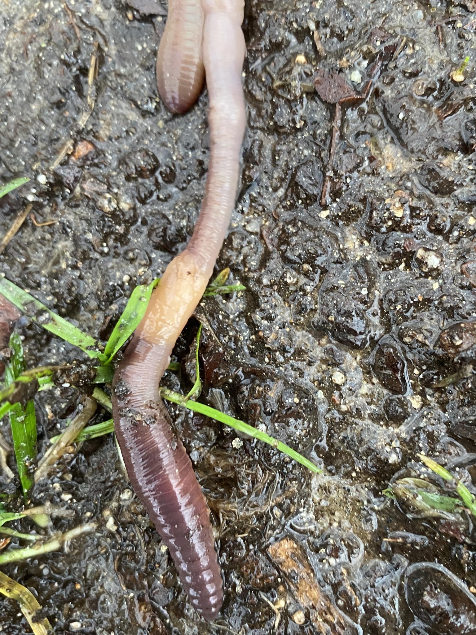 Lumbricus terrestris Linnaeus, 1758