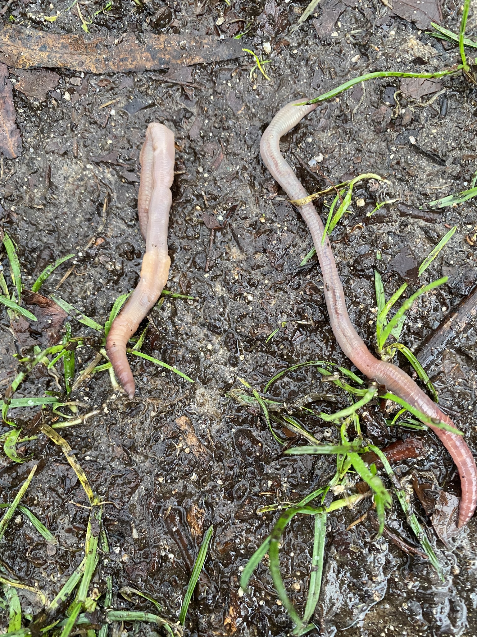 Lumbricus terrestris Linnaeus, 1758