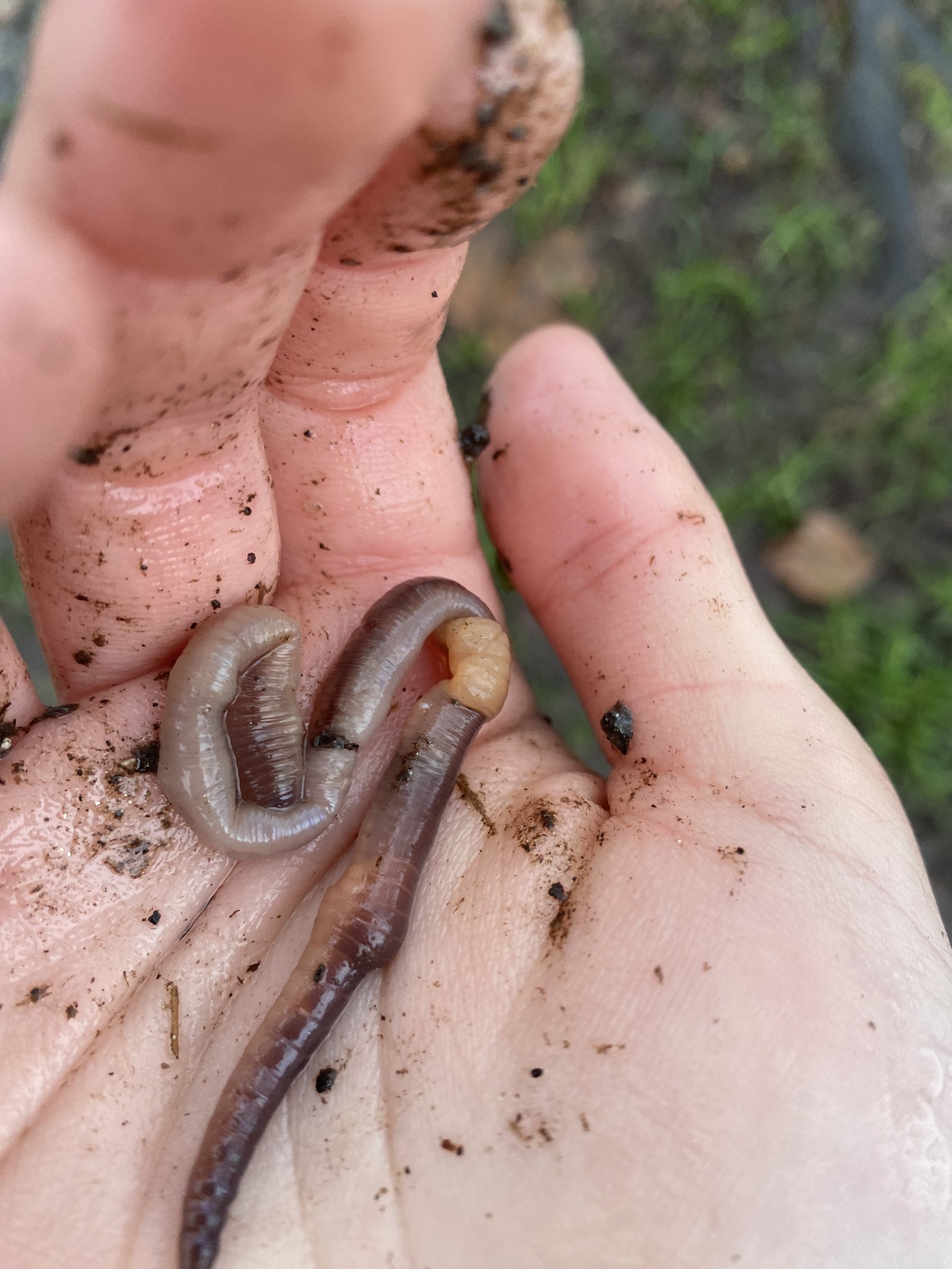 Lumbricus terrestris Linnaeus, 1758