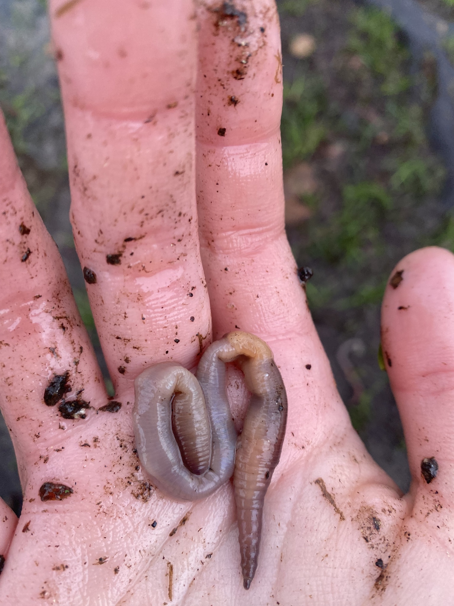 Lumbricus terrestris Linnaeus, 1758
