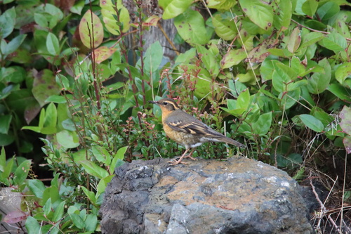 Varied Thrush (Ixoreus naevius), photo 1