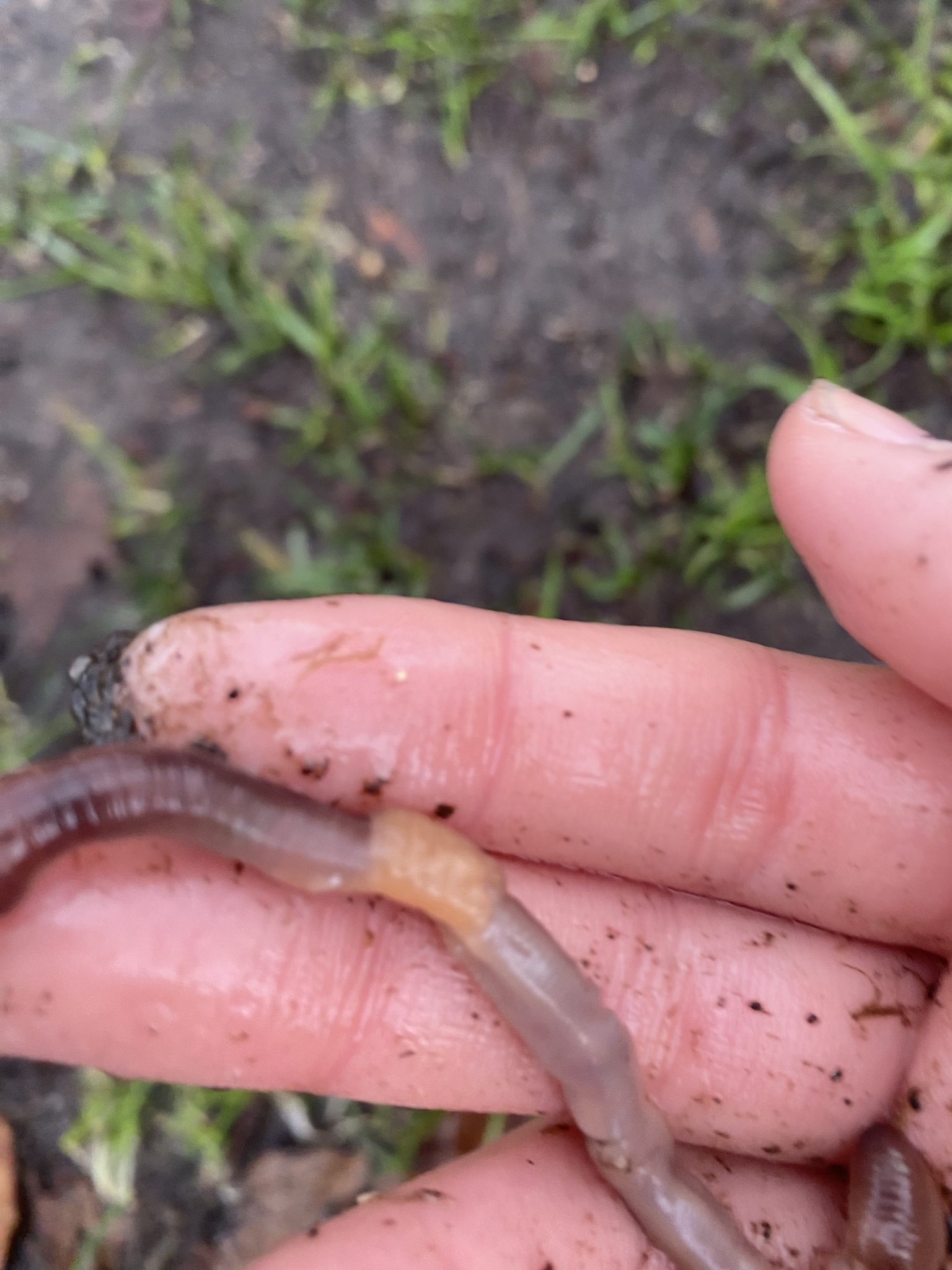 Lumbricus terrestris Linnaeus, 1758