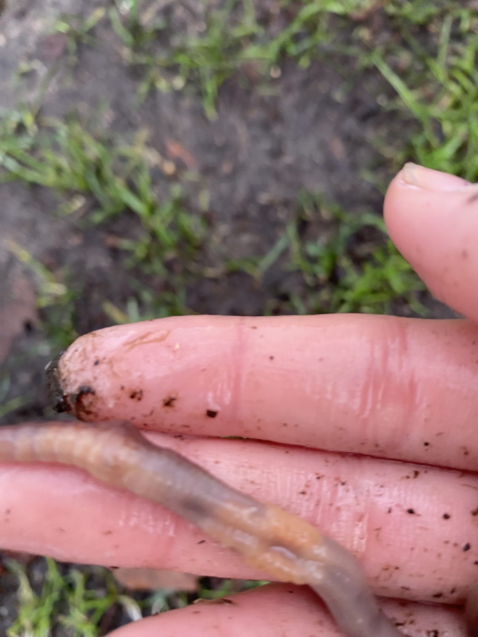 Lumbricus terrestris Linnaeus, 1758