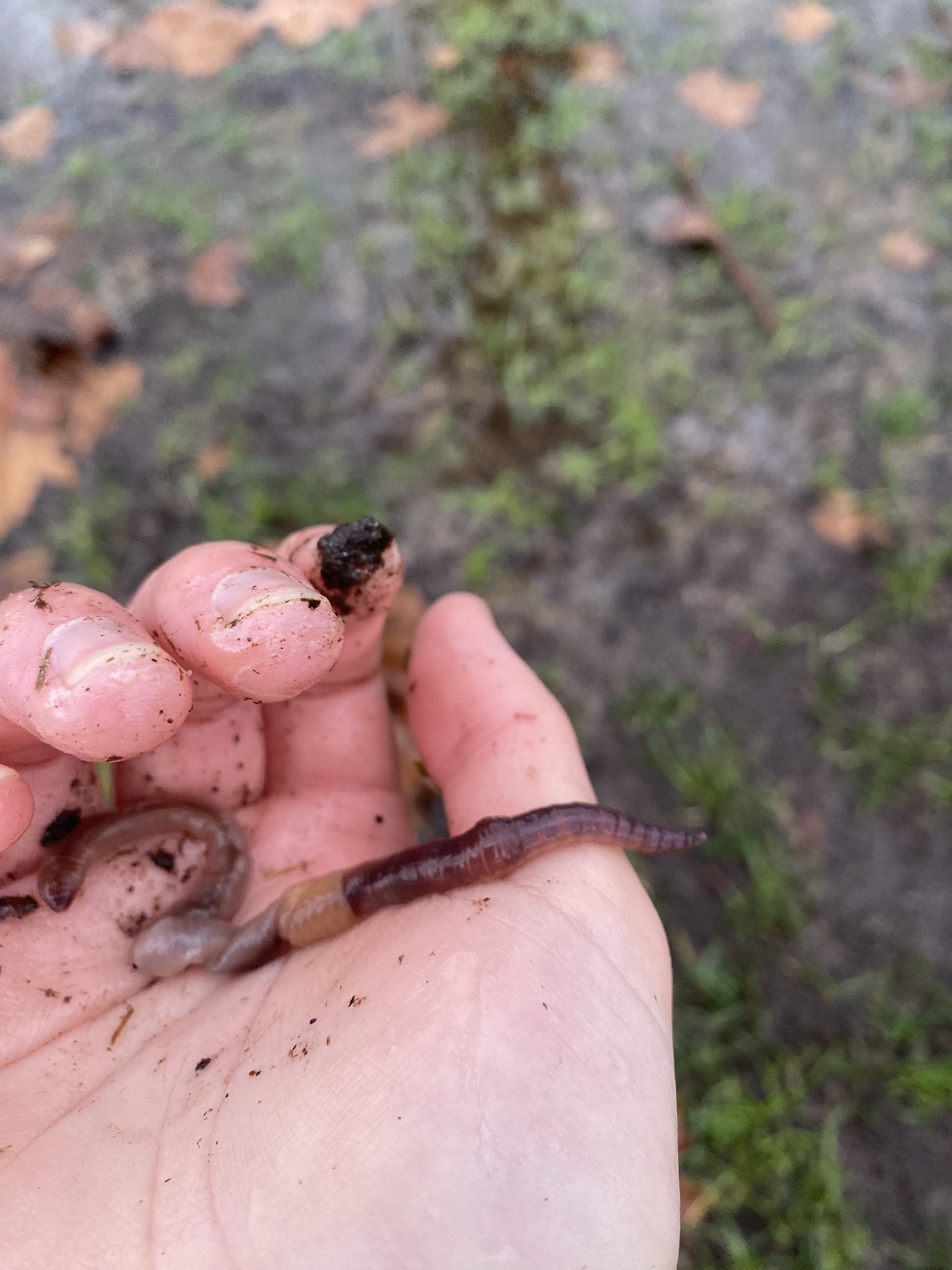 Lumbricus terrestris Linnaeus, 1758