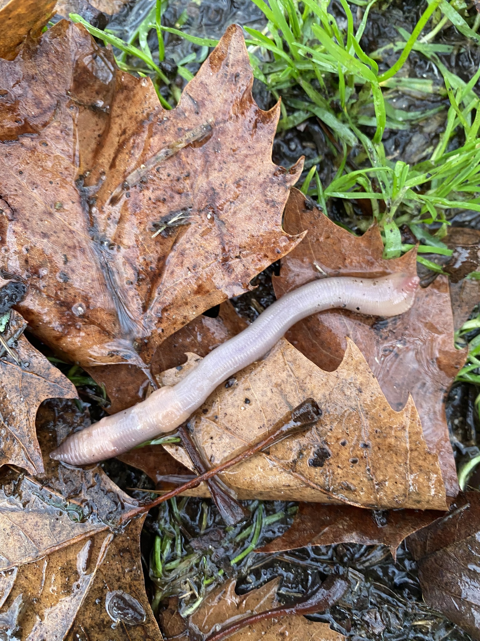 Lumbricus terrestris Linnaeus, 1758