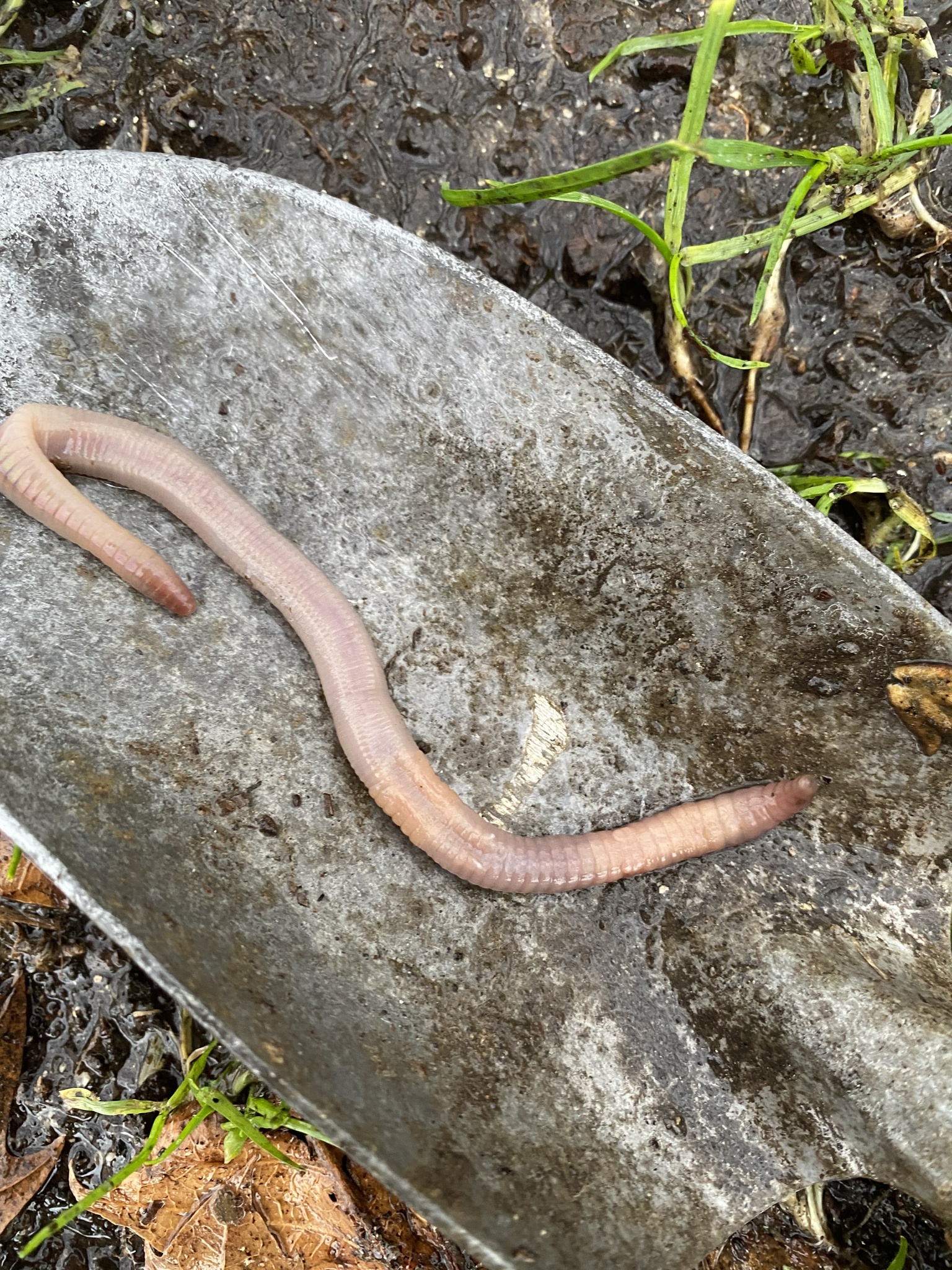 Lumbricus terrestris Linnaeus, 1758