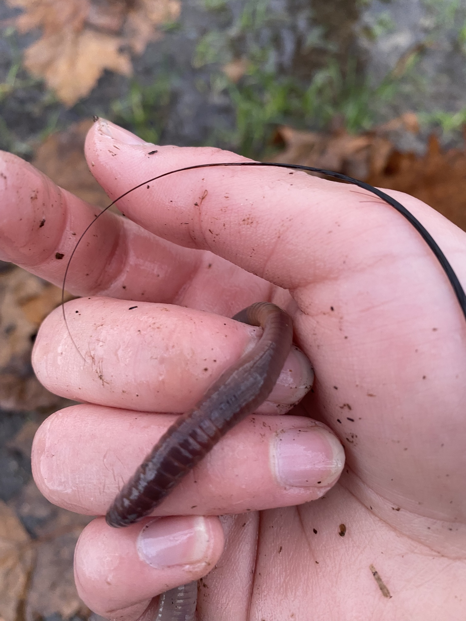Lumbricus terrestris Linnaeus, 1758