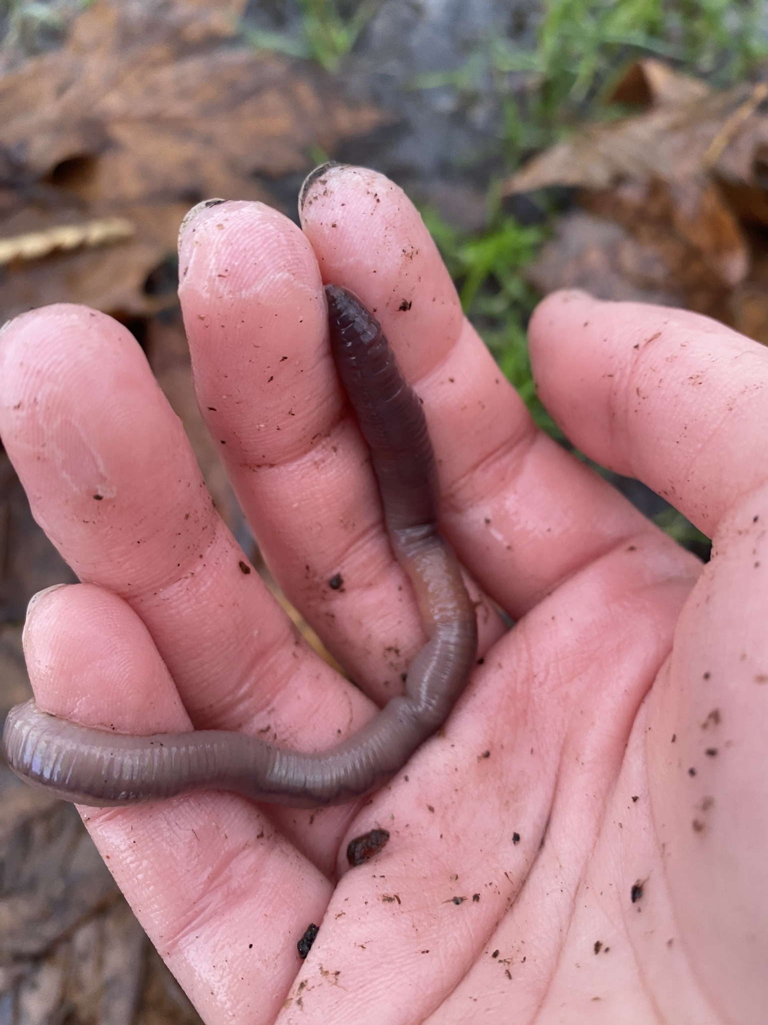 Lumbricus terrestris Linnaeus, 1758