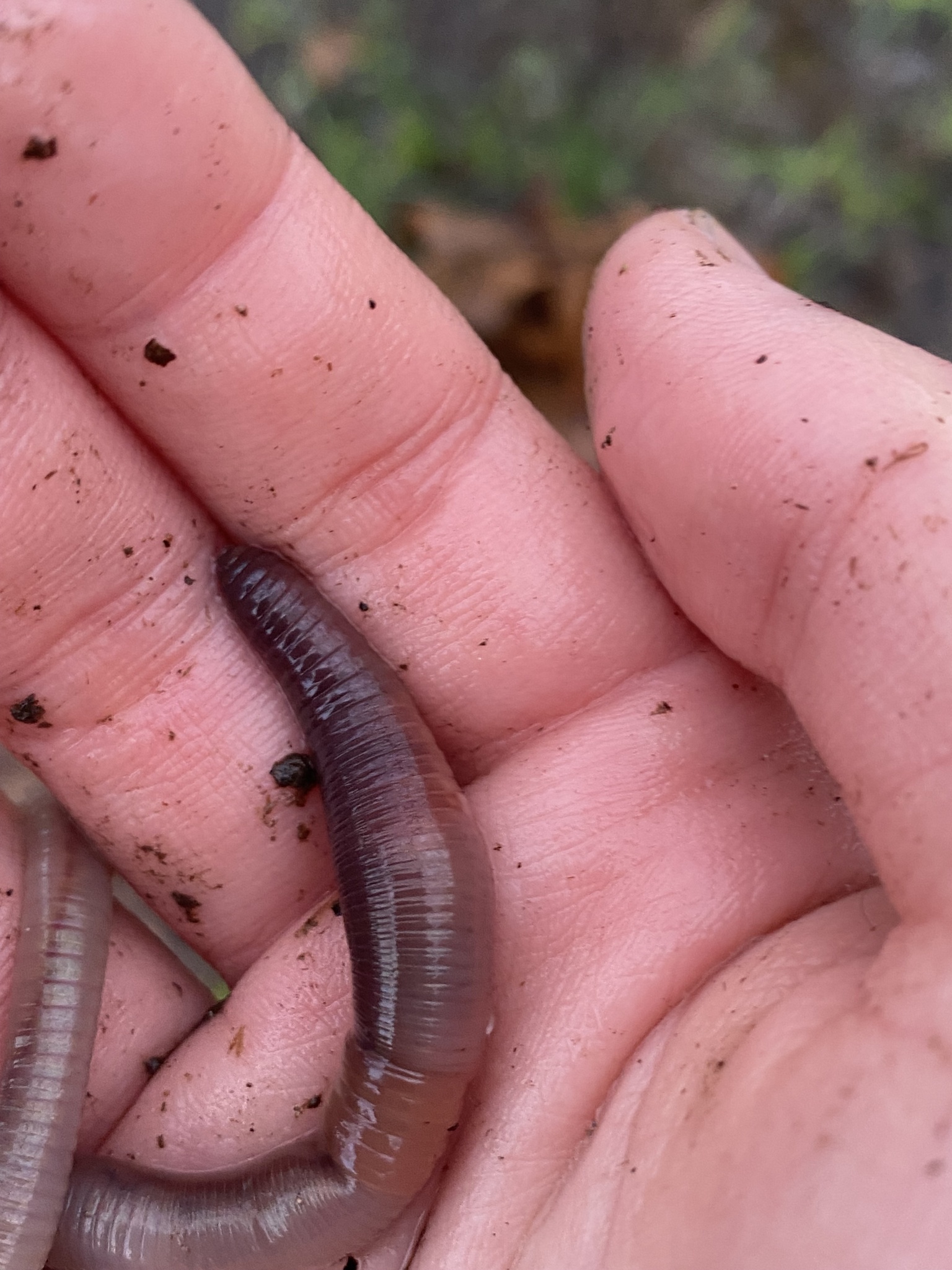 Lumbricus terrestris Linnaeus, 1758