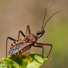 Rhynocoris erythropus