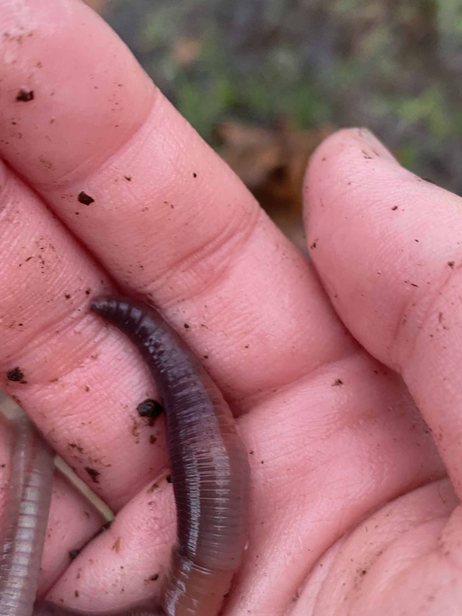 Lumbricus terrestris Linnaeus, 1758