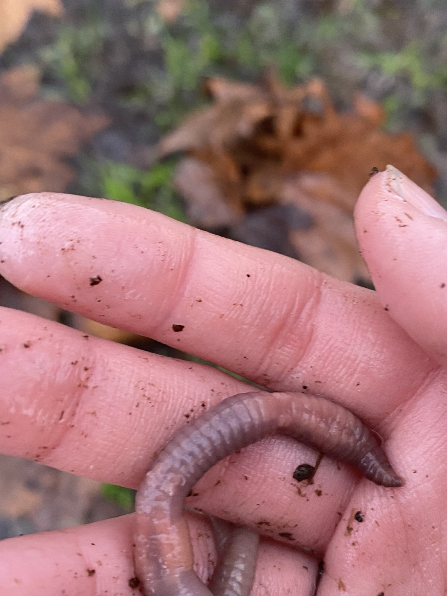 Lumbricus terrestris Linnaeus, 1758