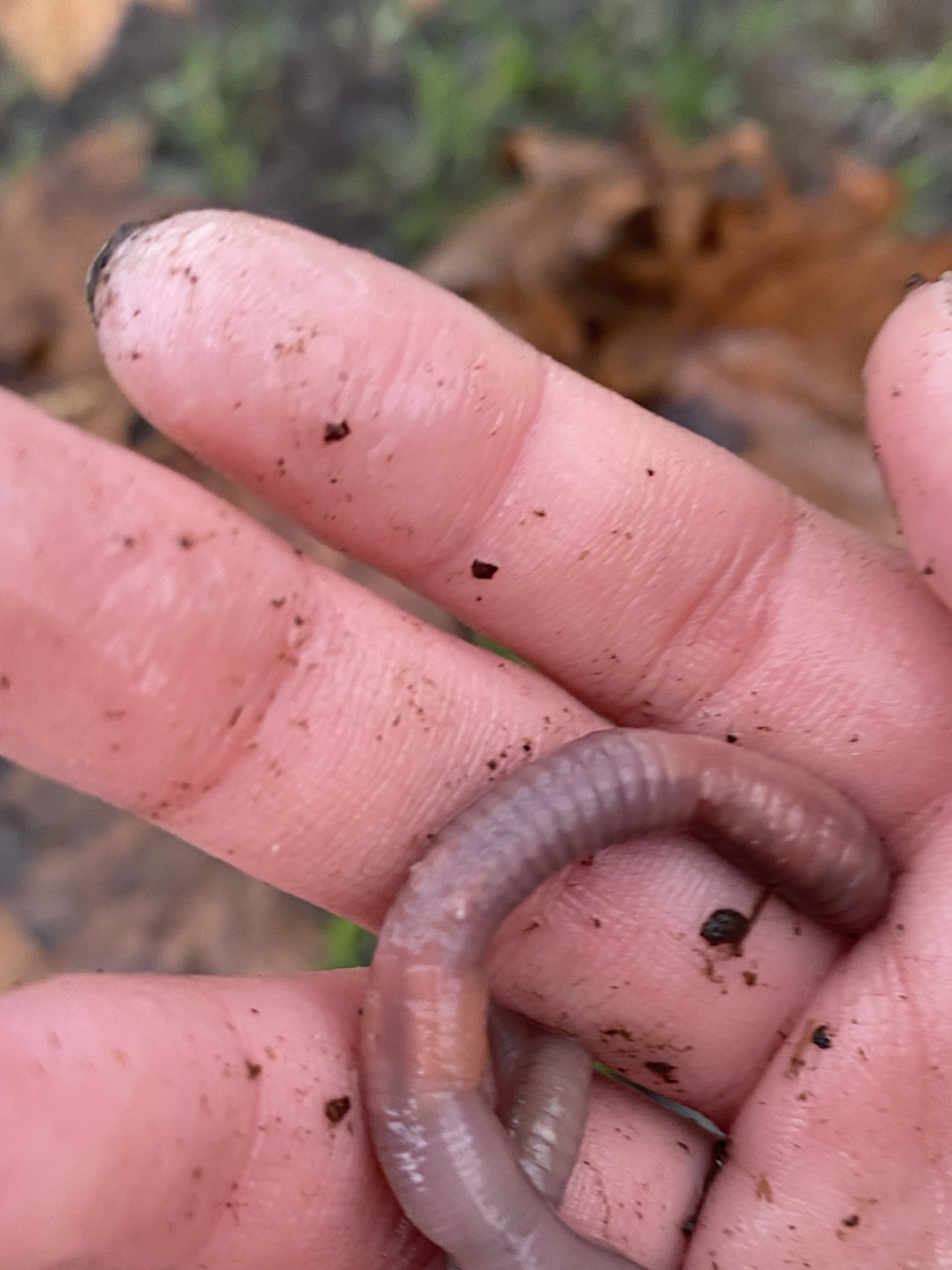 Lumbricus terrestris Linnaeus, 1758
