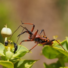 Rhynocoris erythropus