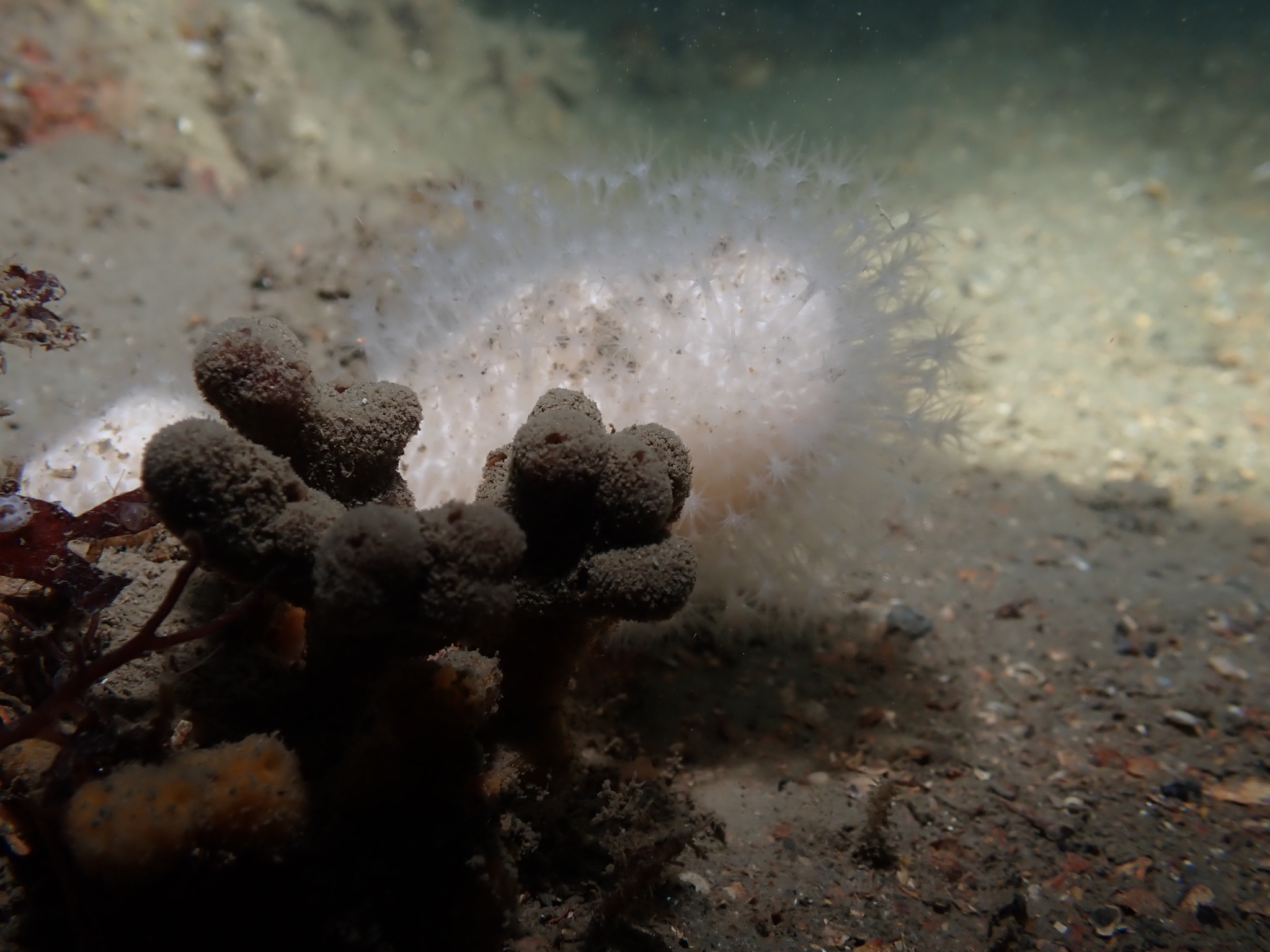 Alcyonium digitatum Linnaeus, 1758
