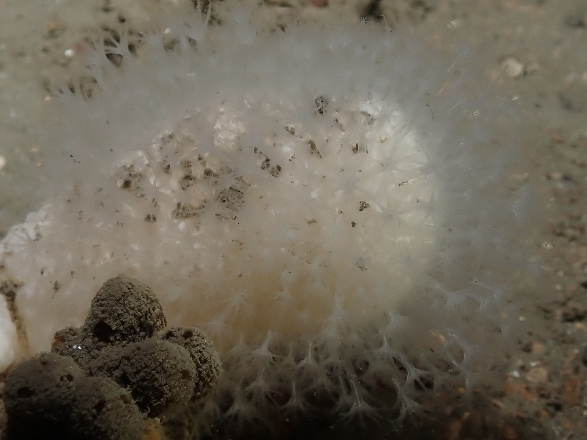 Alcyonium digitatum Linnaeus, 1758
