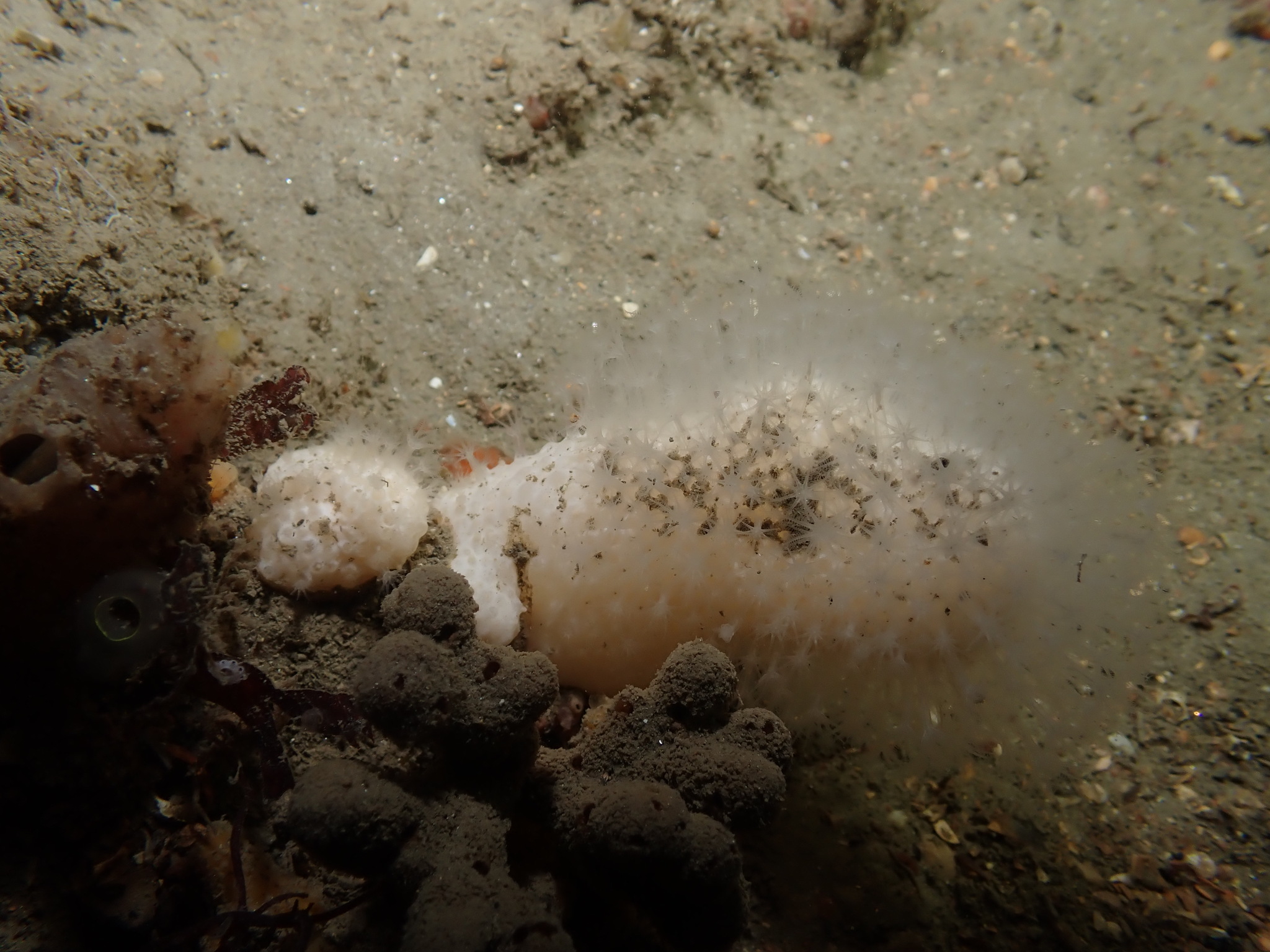 Alcyonium digitatum Linnaeus, 1758