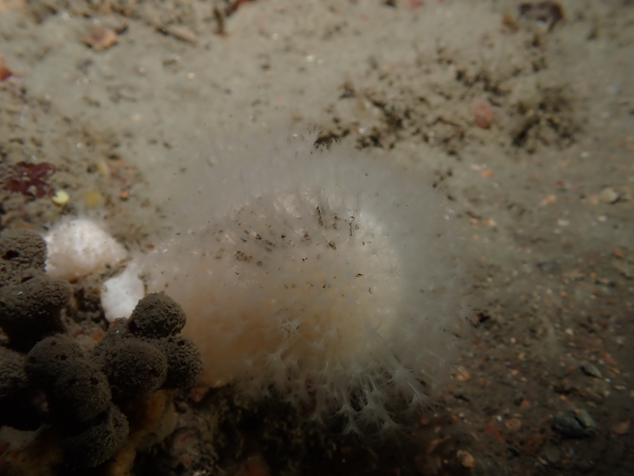 Alcyonium digitatum Linnaeus, 1758