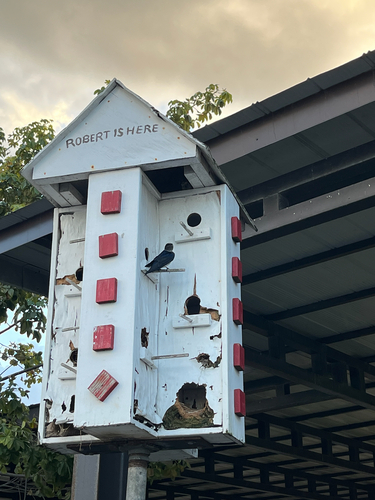 Purple Martin observed by alexandersherer