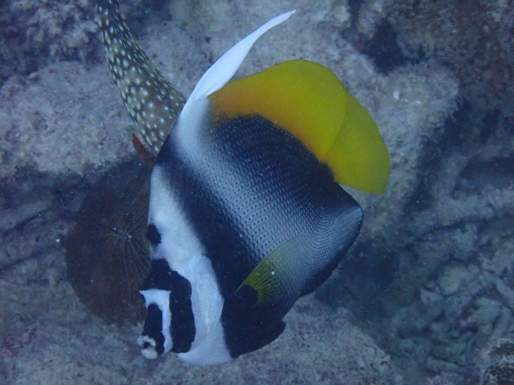 Singular bannerfish (Heniochus singularius) — Chaetodontidae
