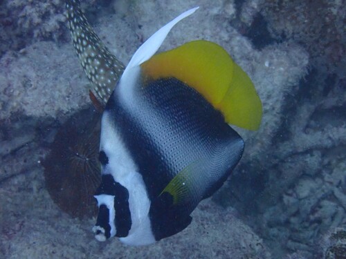 Singular bannerfish (Heniochus singularius) — Chaetodontidae