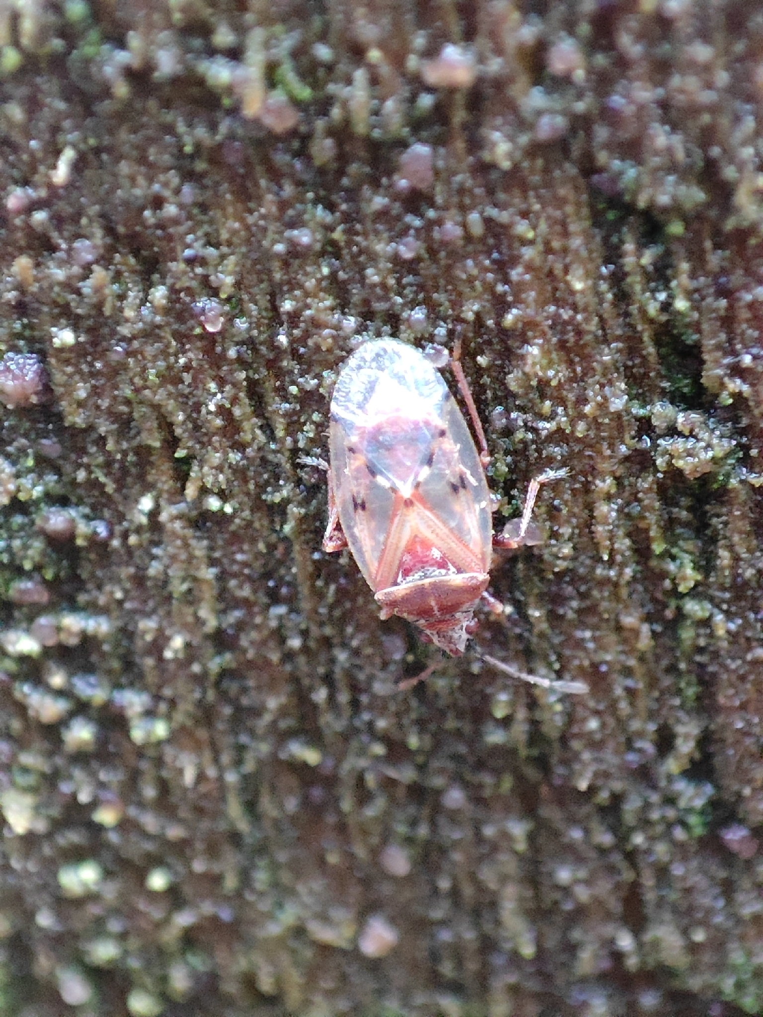 Kleidocerys resedae