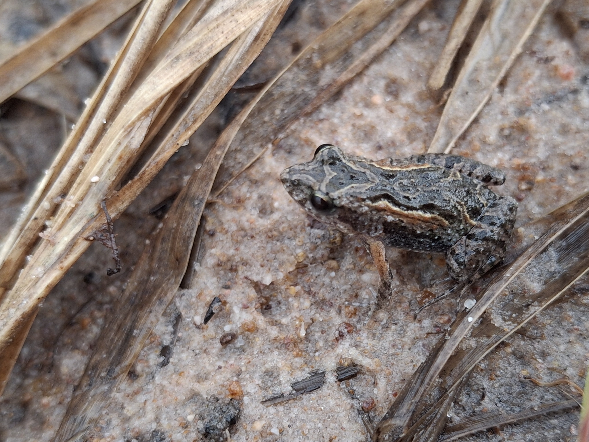 Remote Froglet photo 2