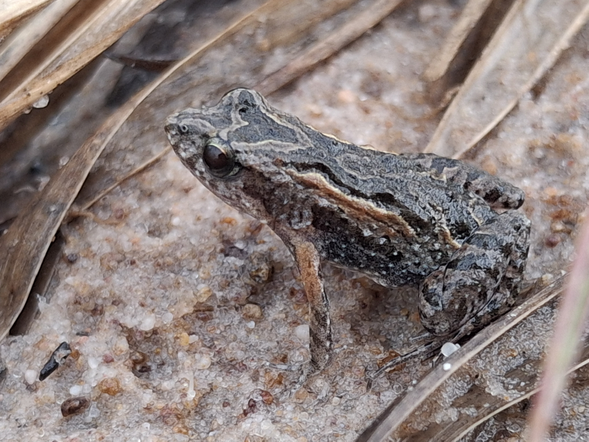 Remote Froglet photo 3