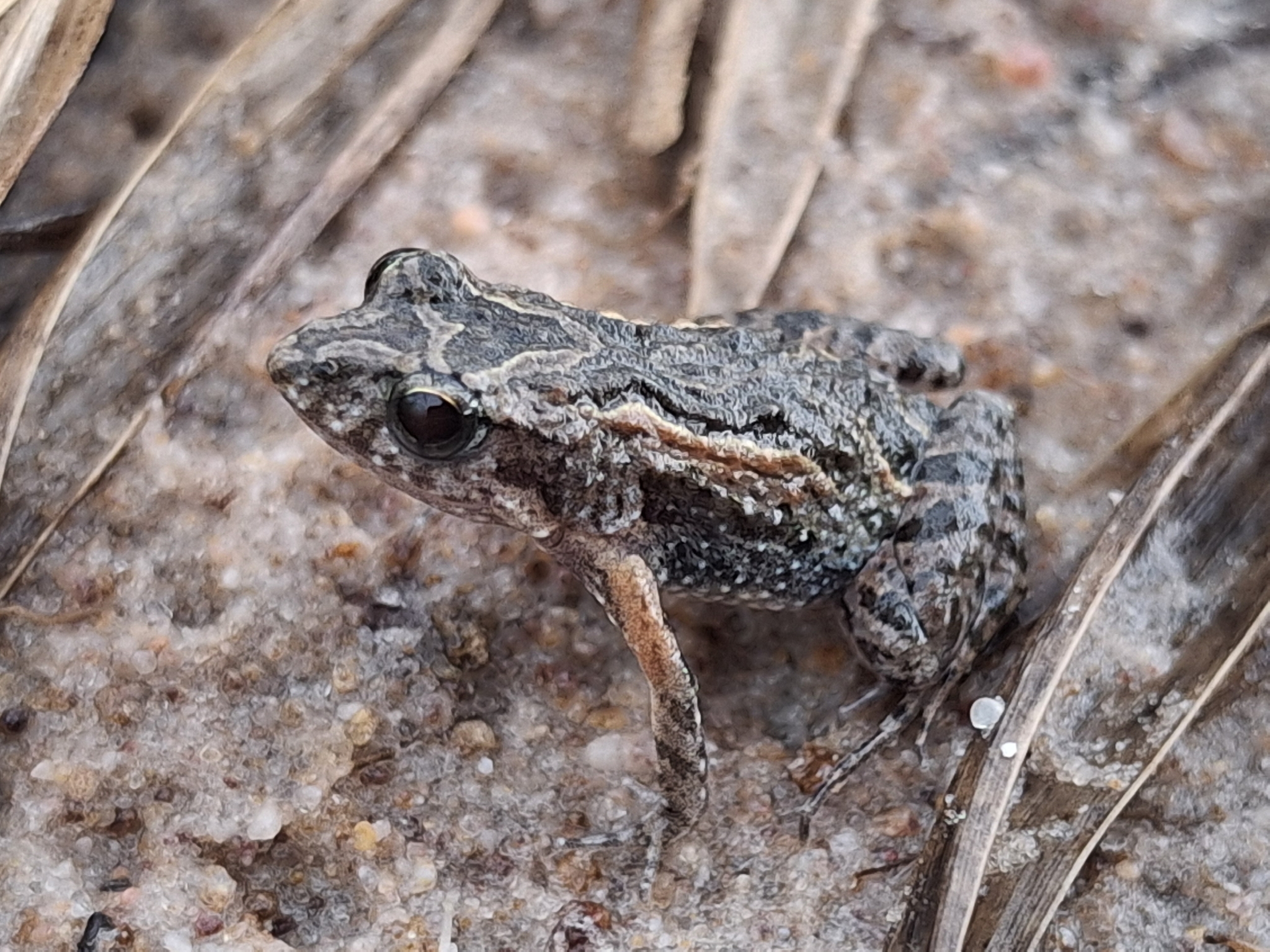 Remote Froglet photo 4