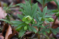 Helleborus viridis viridis