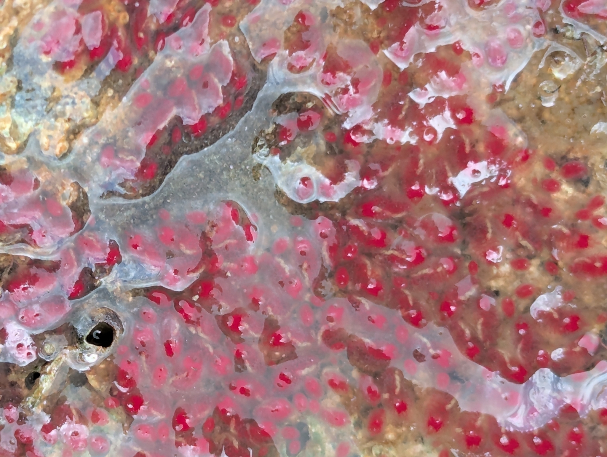 Symplegma rubra Monniot C., 1972