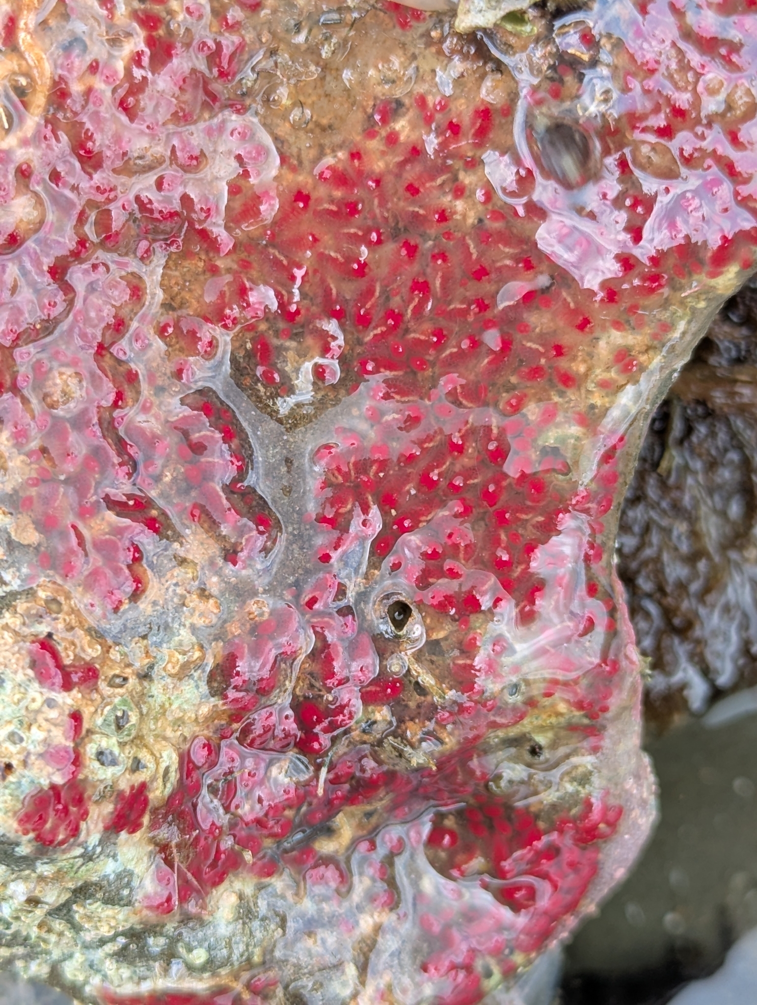 Symplegma rubra Monniot C., 1972