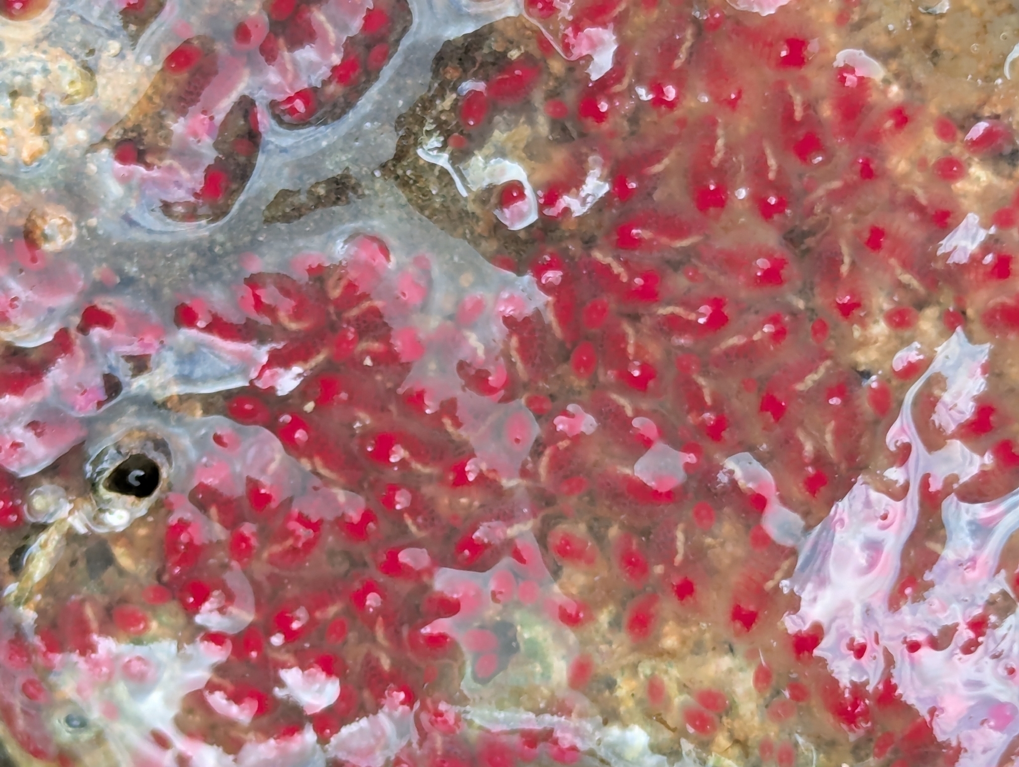 Symplegma rubra Monniot C., 1972