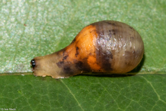 Ocyptamus gastrostactus