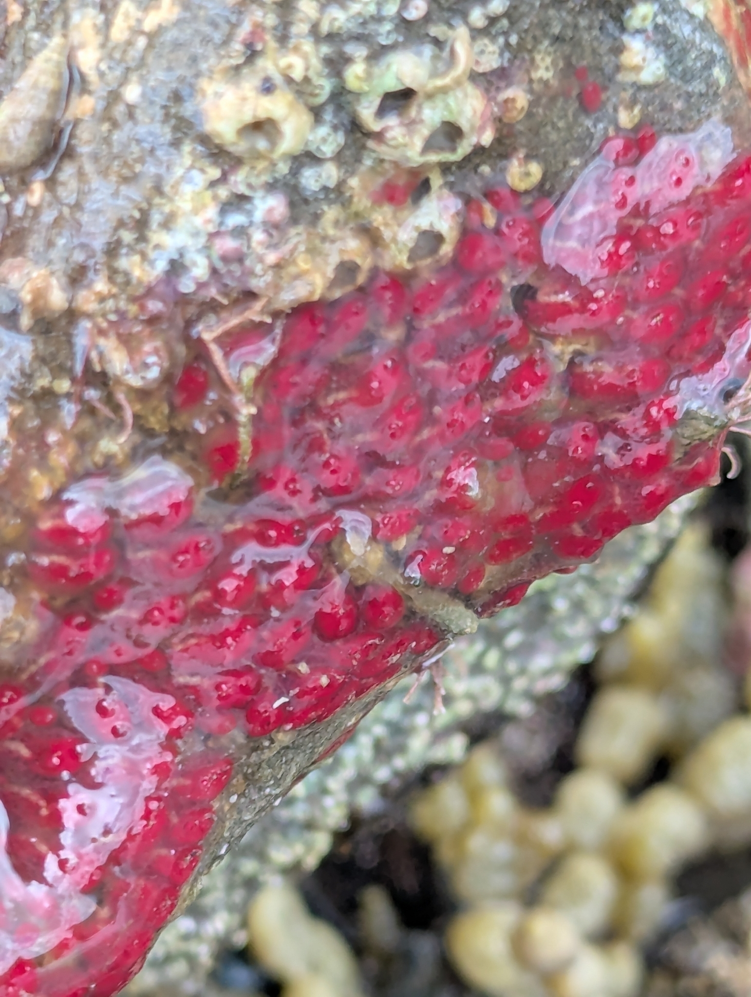 Symplegma rubra Monniot C., 1972