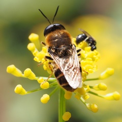 Stratiomys longicornis