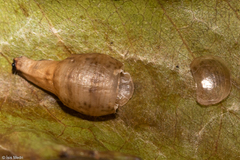 Ocyptamus gastrostactus