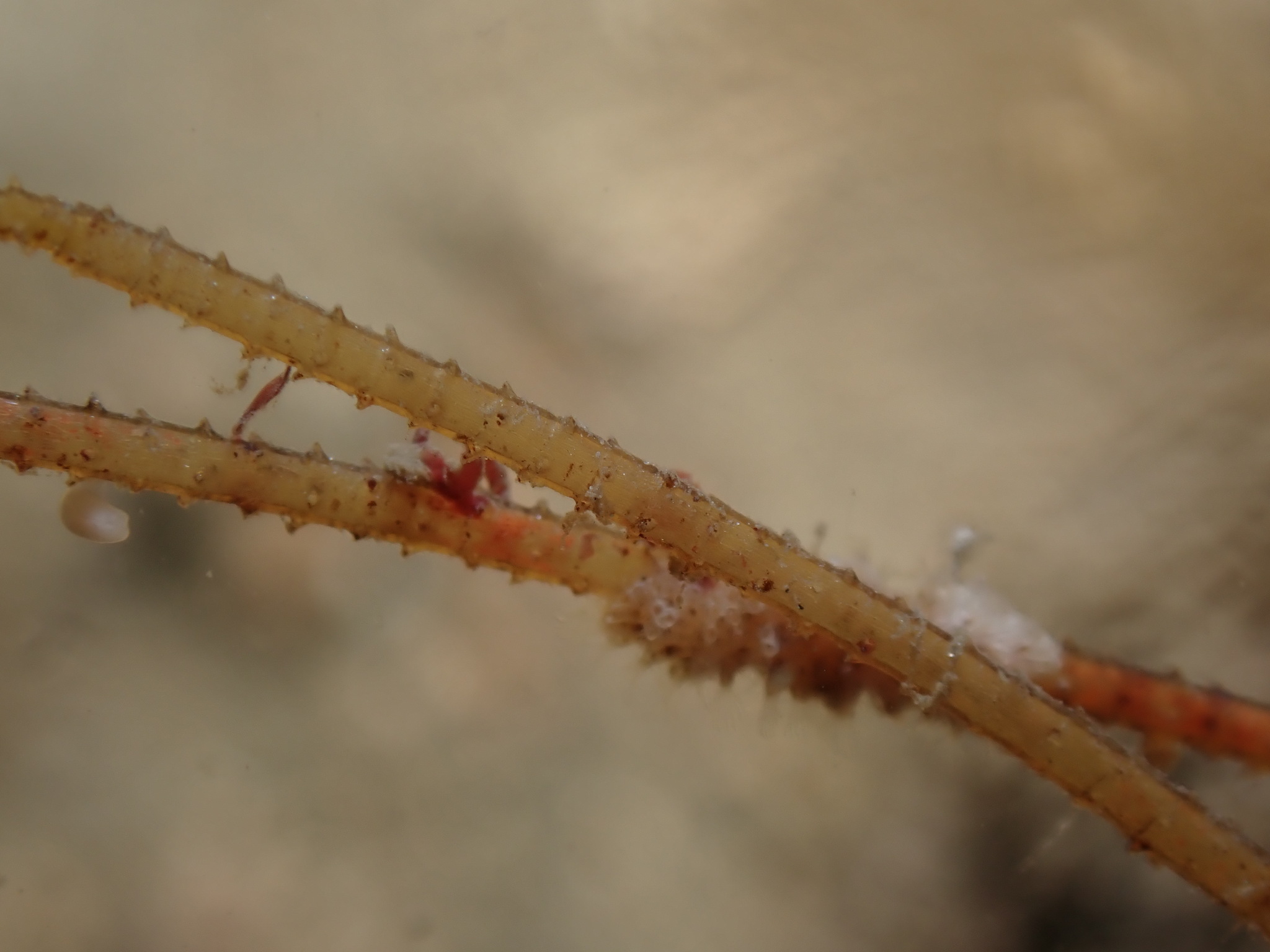 Nemertesia antennina (Linnaeus, 1758)