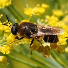 Stratiomys longicornis