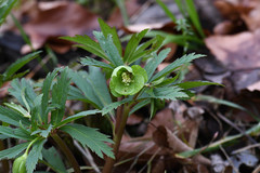 Helleborus viridis viridis