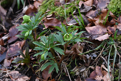 Helleborus viridis viridis