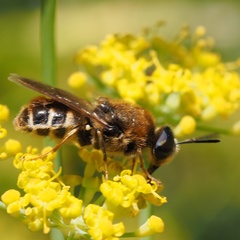 Stratiomys longicornis